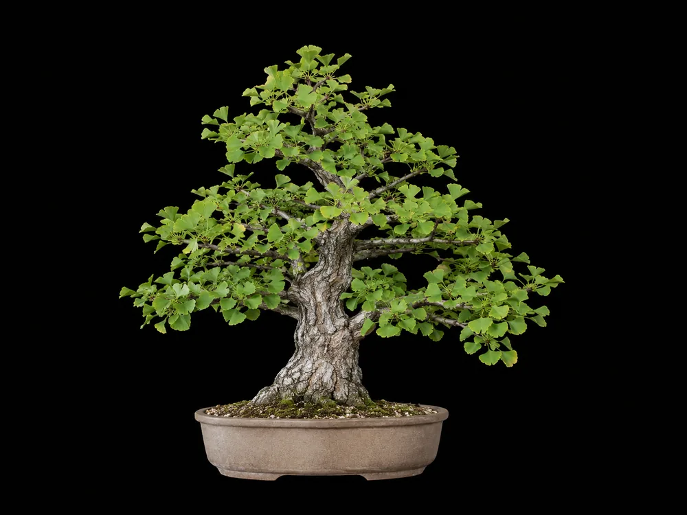Ginkgo (Maidenhair Tree) bonsai