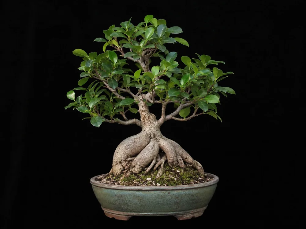 Ginseng Ficus bonsai
