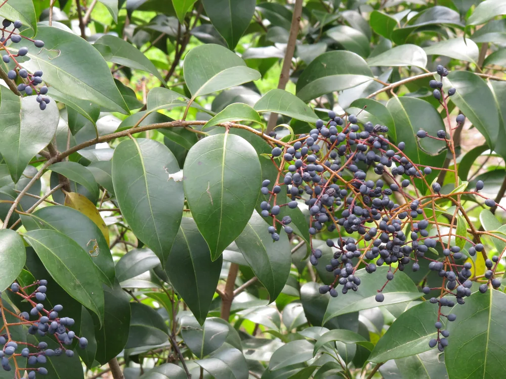Glossy Privet bonsai