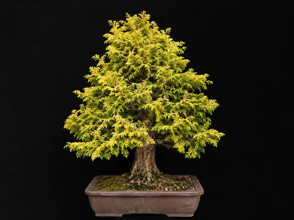 Gold Arborvitae bonsai
