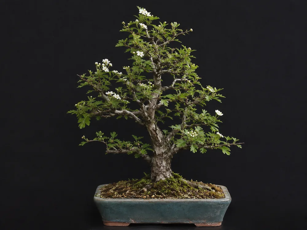 Hawthorn bonsai