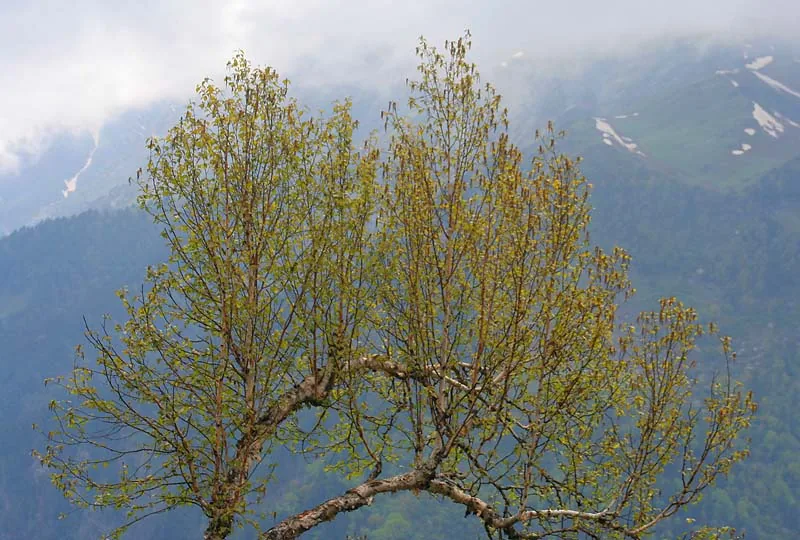 Himalayan Birch bonsai