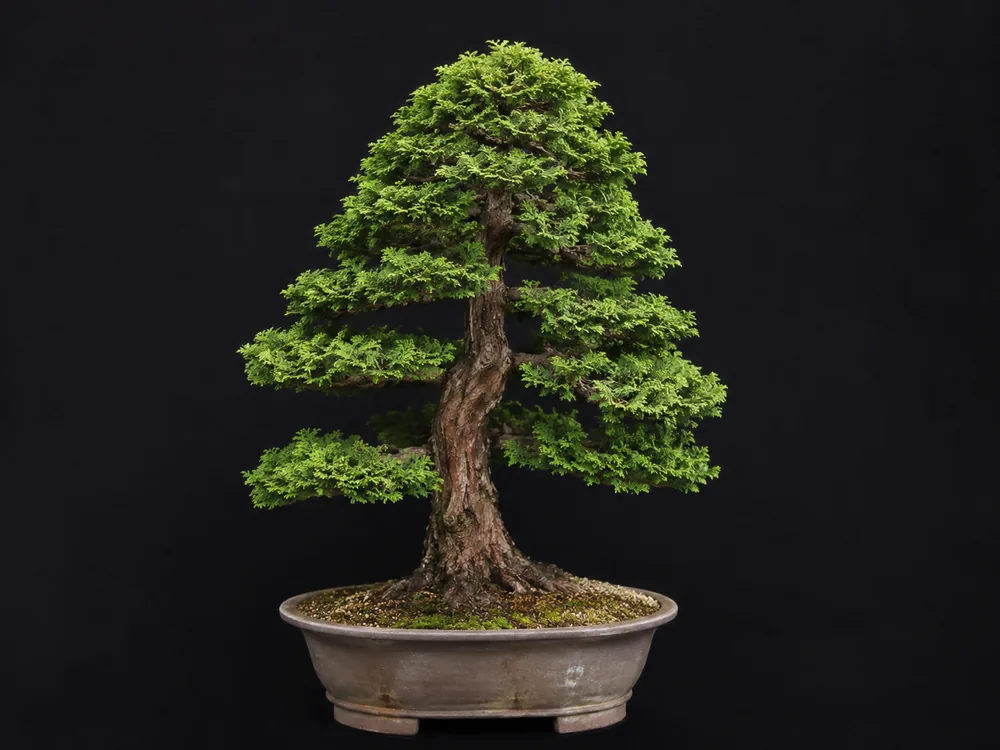 Hinoki Cypress bonsai