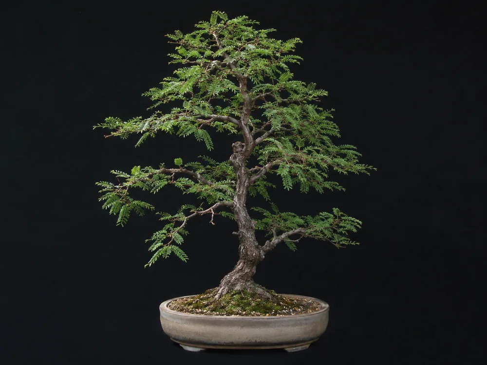 Honey Locust bonsai