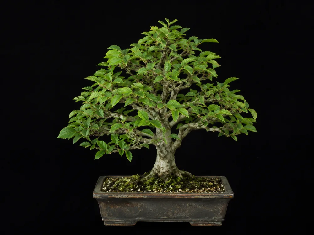 Hornbeam bonsai