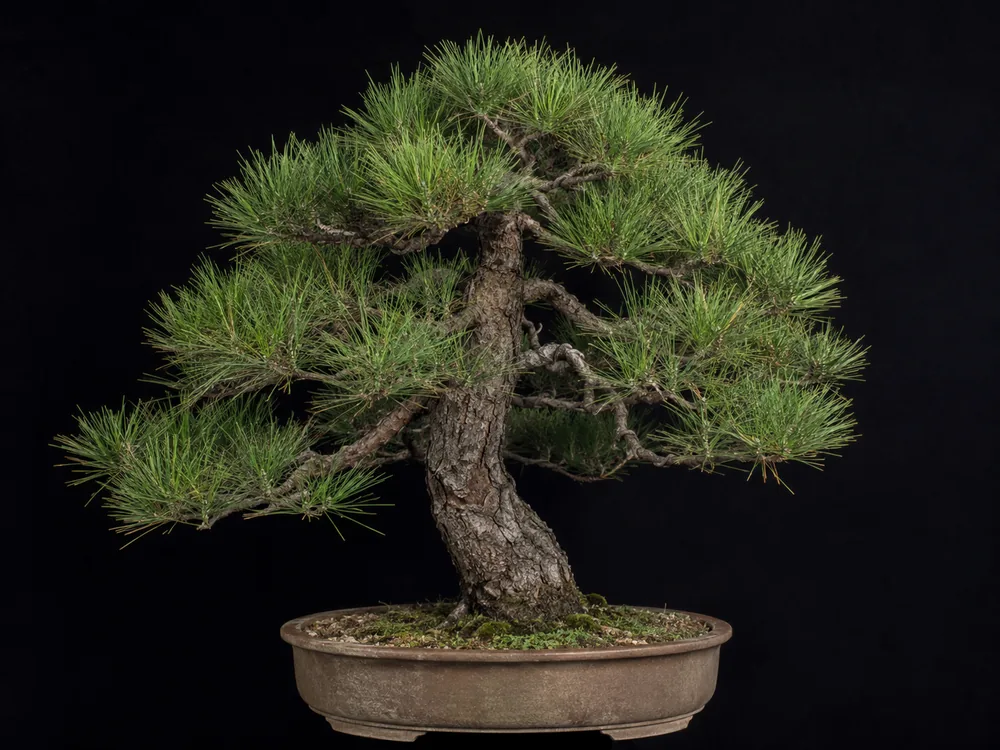 Italian Stone Pine bonsai
