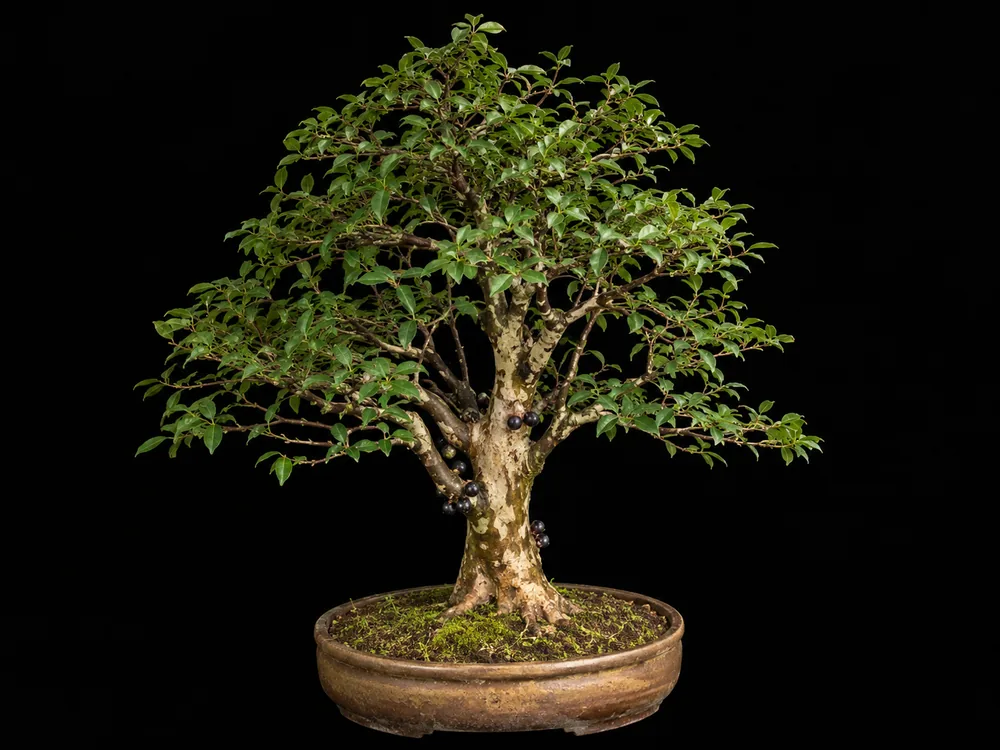 Jaboticaba bonsai