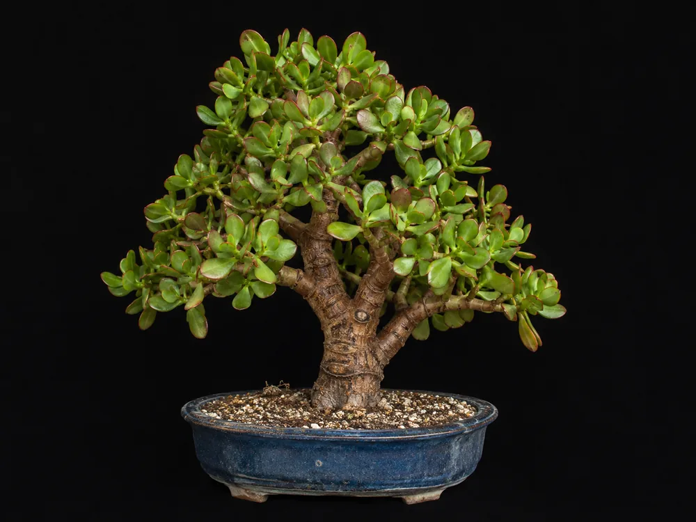 Jade Plant bonsai