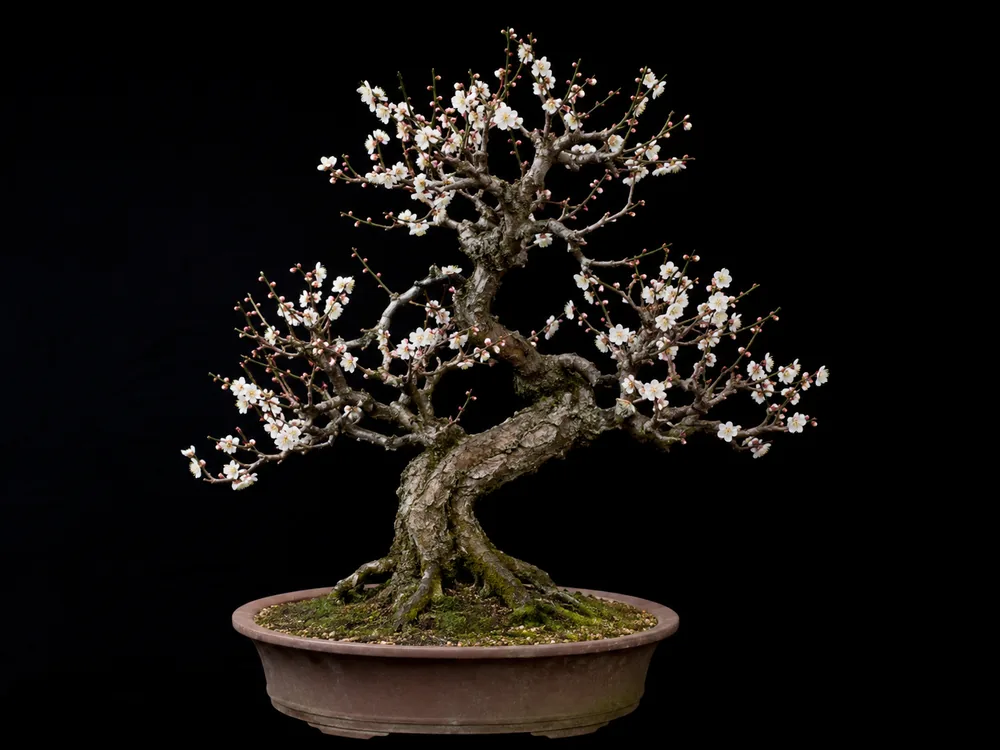 Japanese Apricot (Ume) bonsai