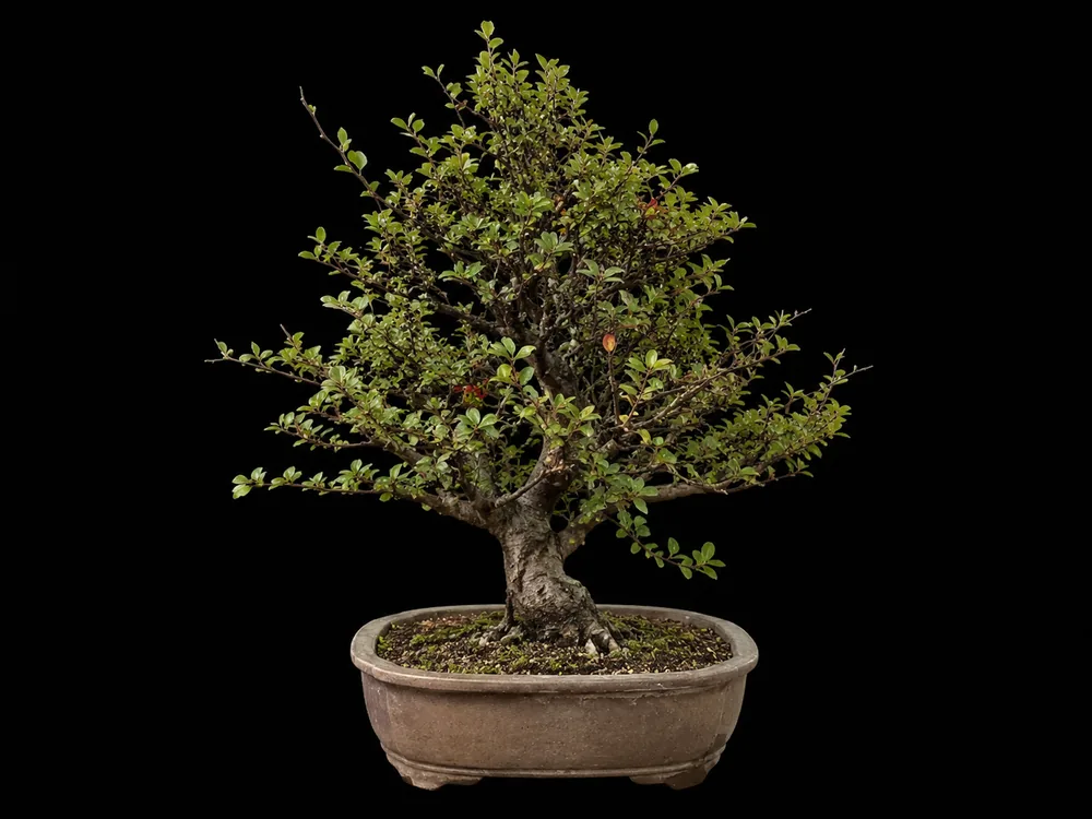 Japanese Barberry bonsai