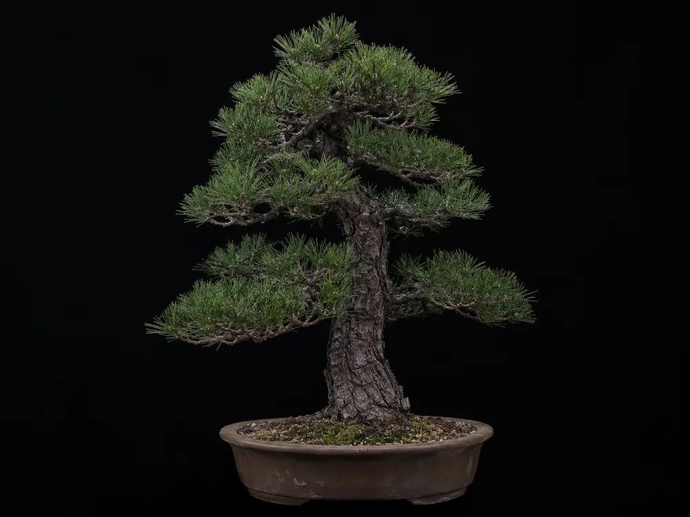 Japanese Black Pine bonsai
