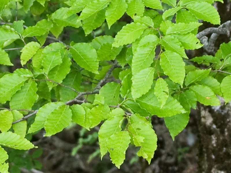 Japanese Blue Beech bonsai