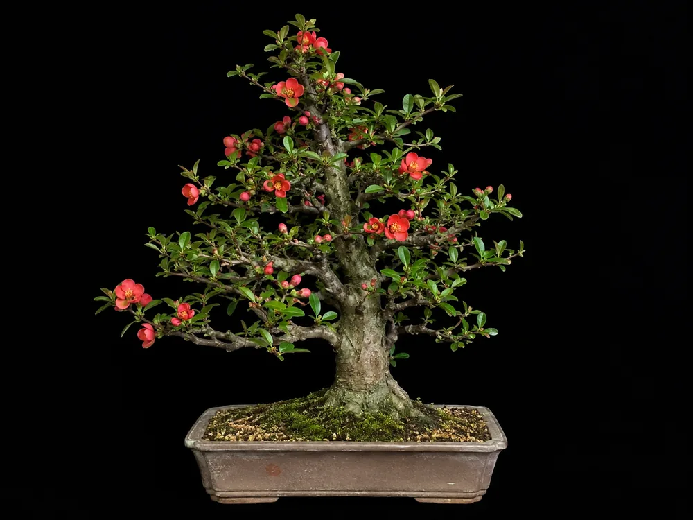 Japanese Flowering Quince bonsai