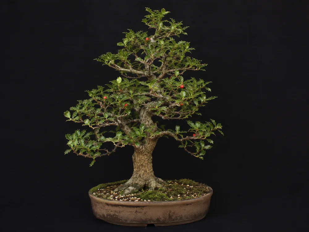 Japanese Holly bonsai
