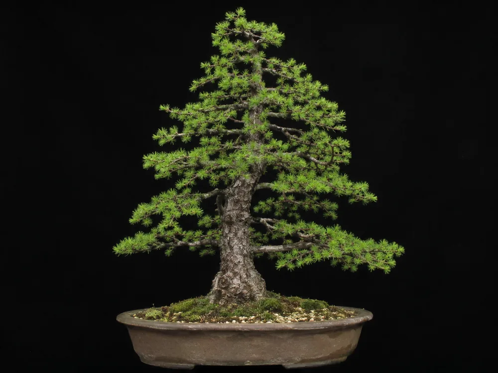 Japanese Larch bonsai
