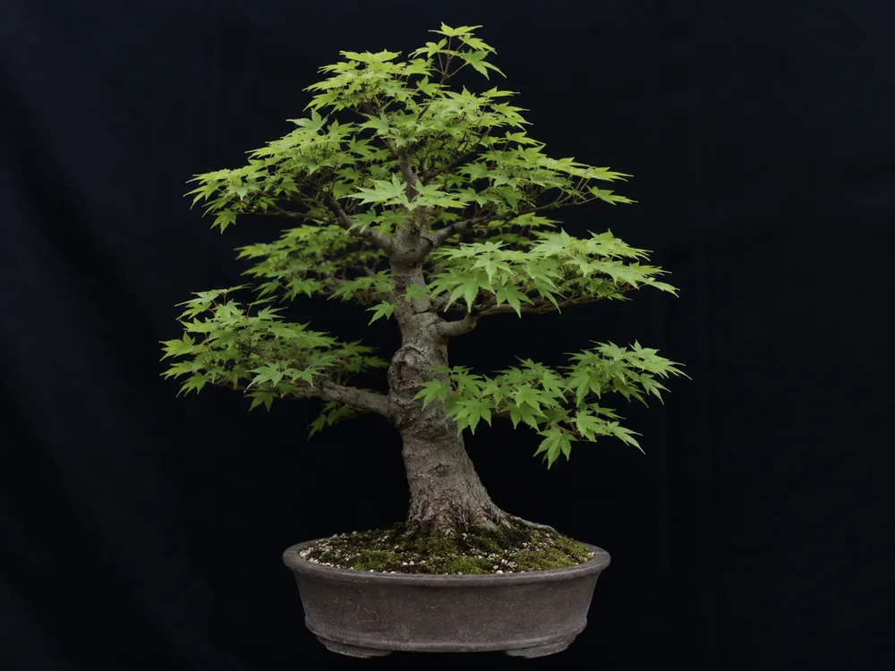 Japanese Maple bonsai