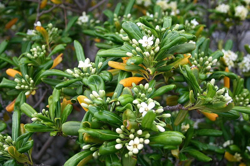 Japanese Mock Orange bonsai
