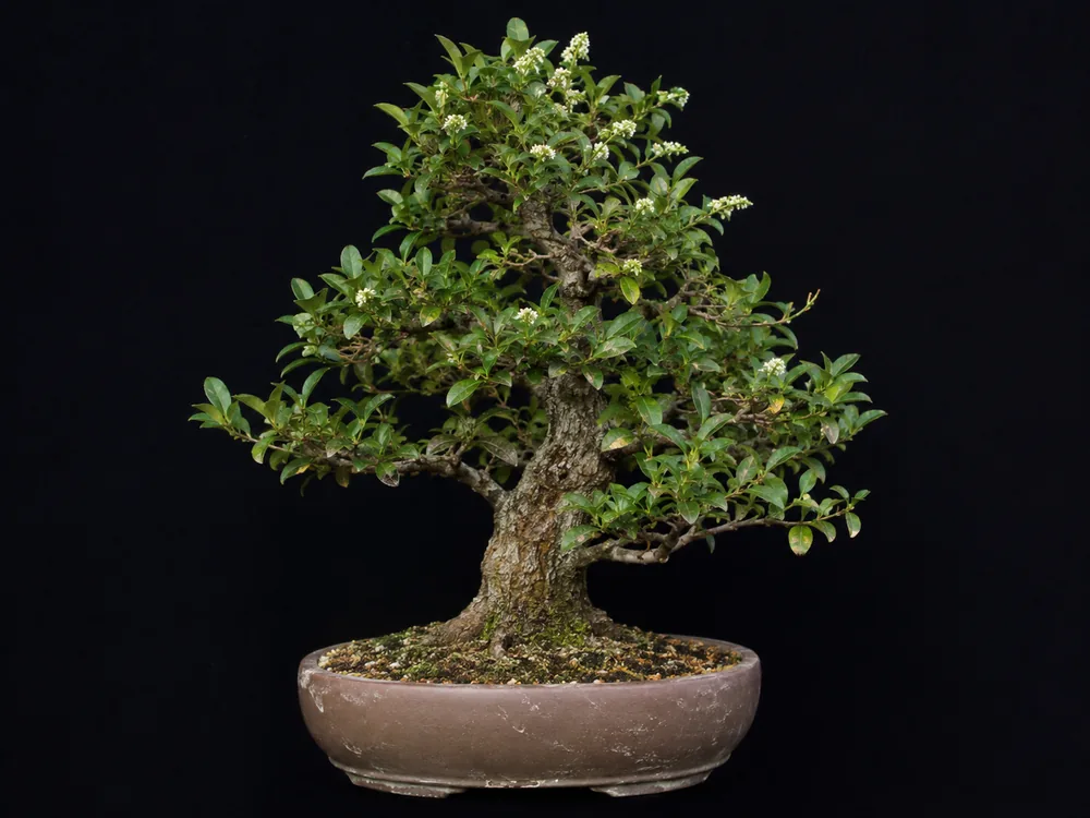 Japanese Privet bonsai