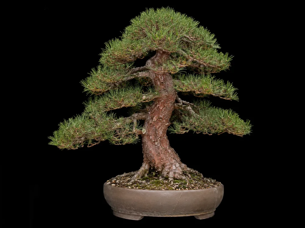 Japanese Red Pine bonsai