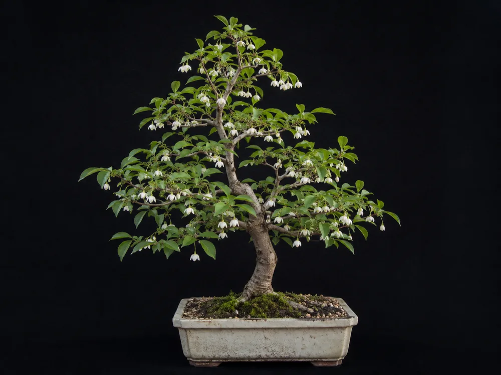 Japanese Snowbell bonsai