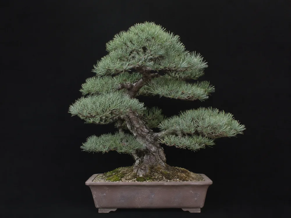 Japanese White Pine bonsai