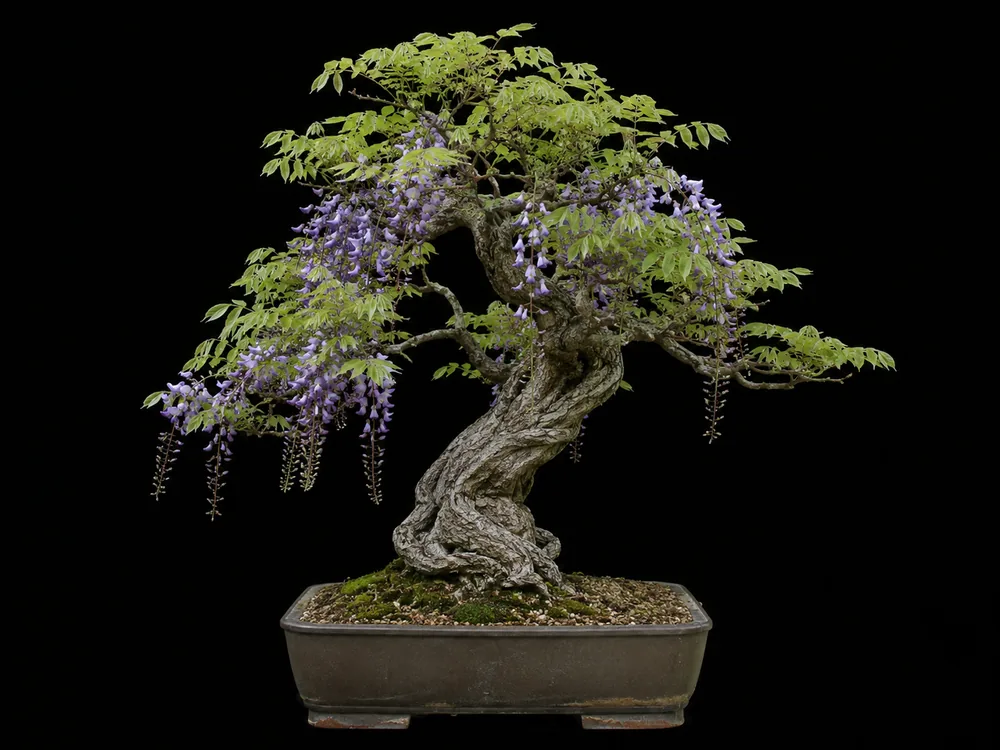 Japanese Wisteria bonsai