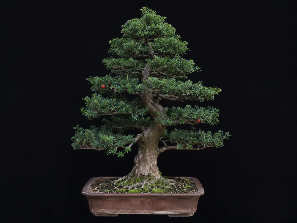 Japanese Yew bonsai