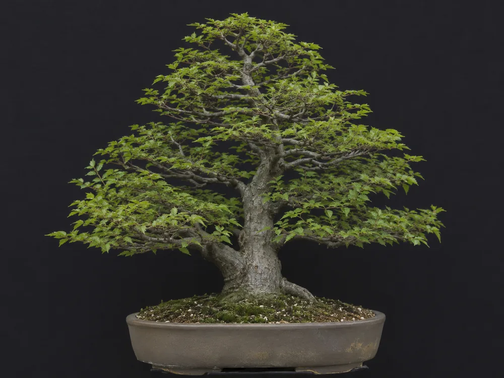 Japanese Zelkova / Gray-bark Elm bonsai