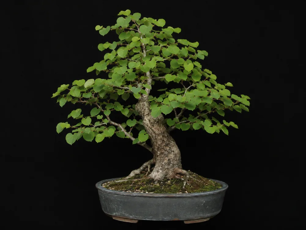 Katsura bonsai