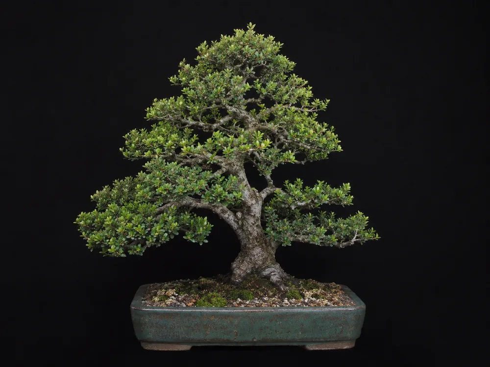 Kingsville Boxwood bonsai