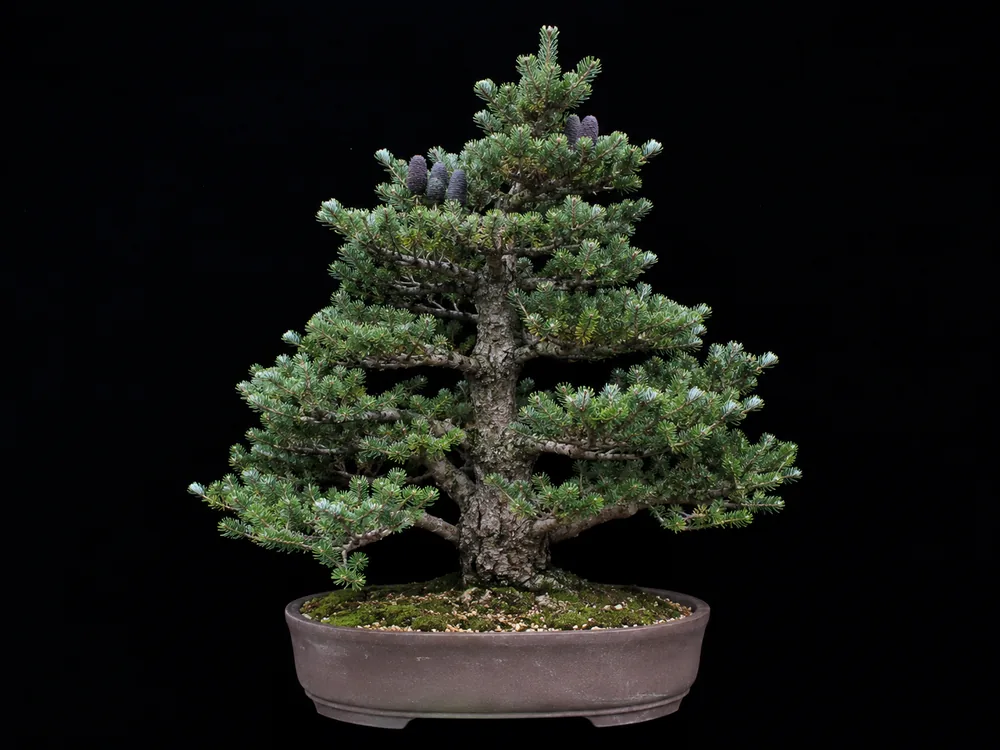 Korean Fir bonsai