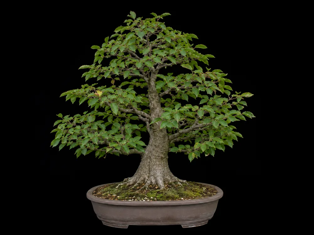 Korean Hornbeam bonsai