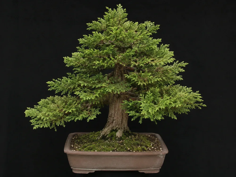 Lawson Cypress bonsai