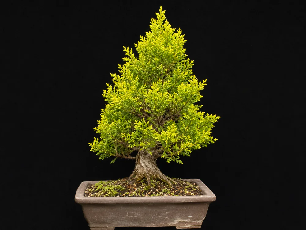 Lemon Cypress bonsai