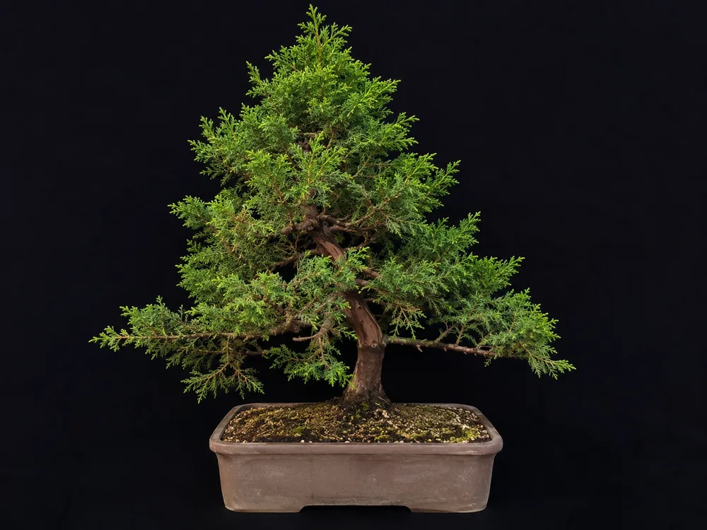 Leyland Cypress bonsai