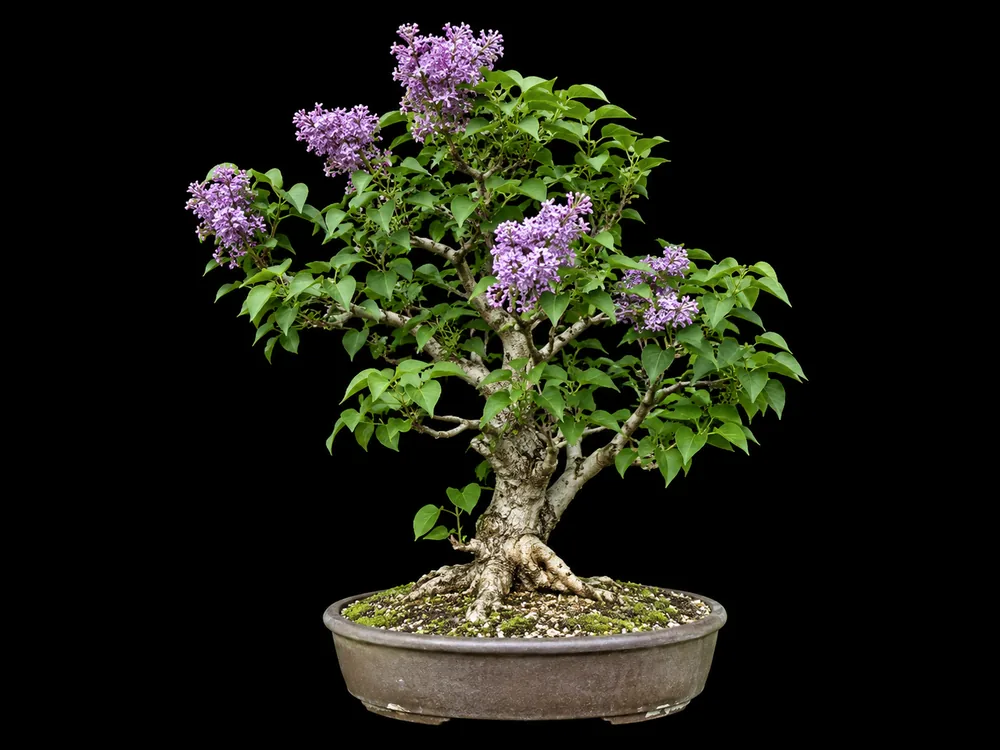 Lilac bonsai