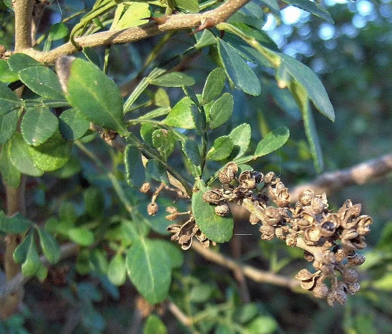 Lime Prickly Ash bonsai