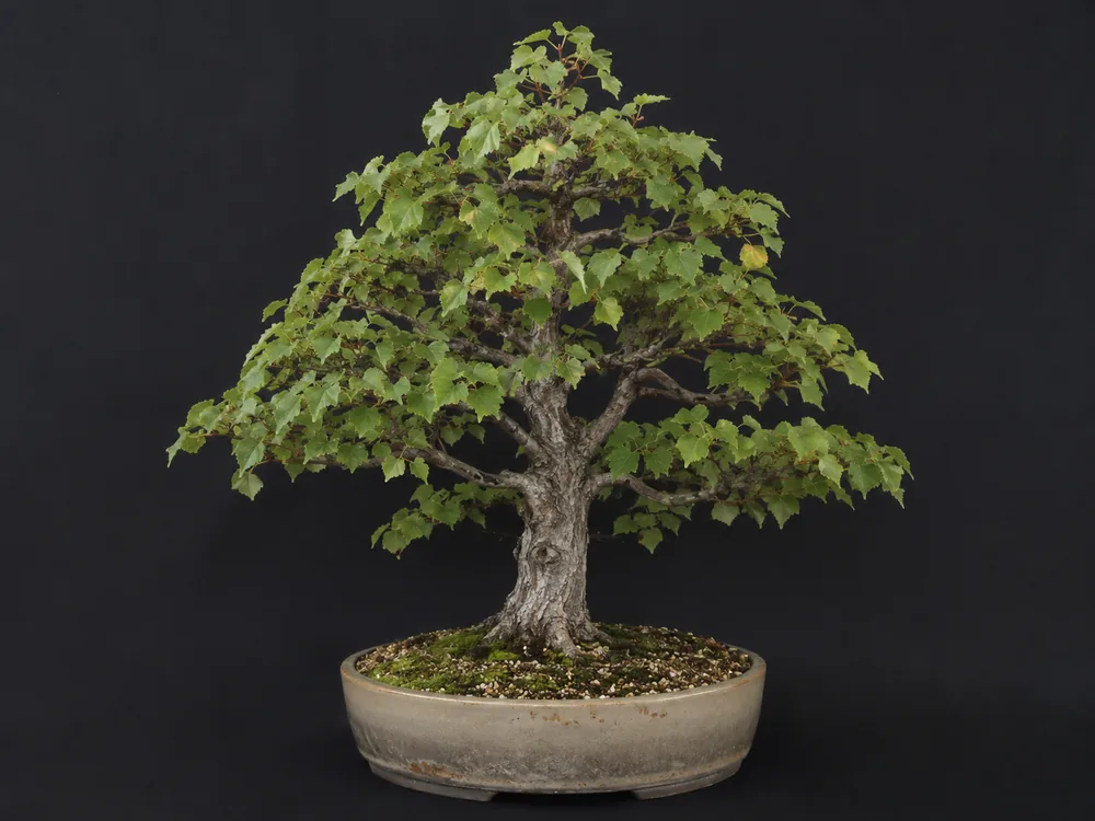 Littleleaf Linden bonsai