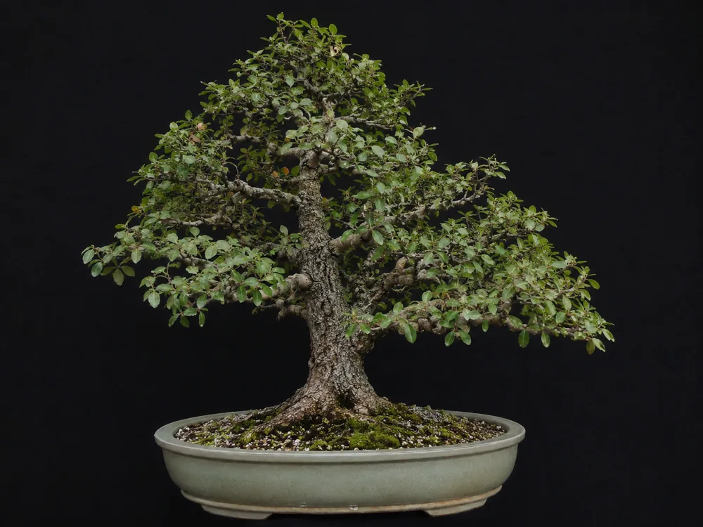 Live Oak bonsai