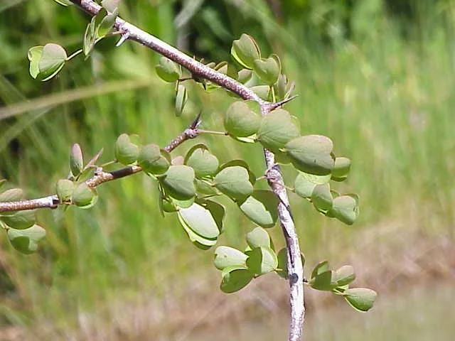 Logwood bonsai