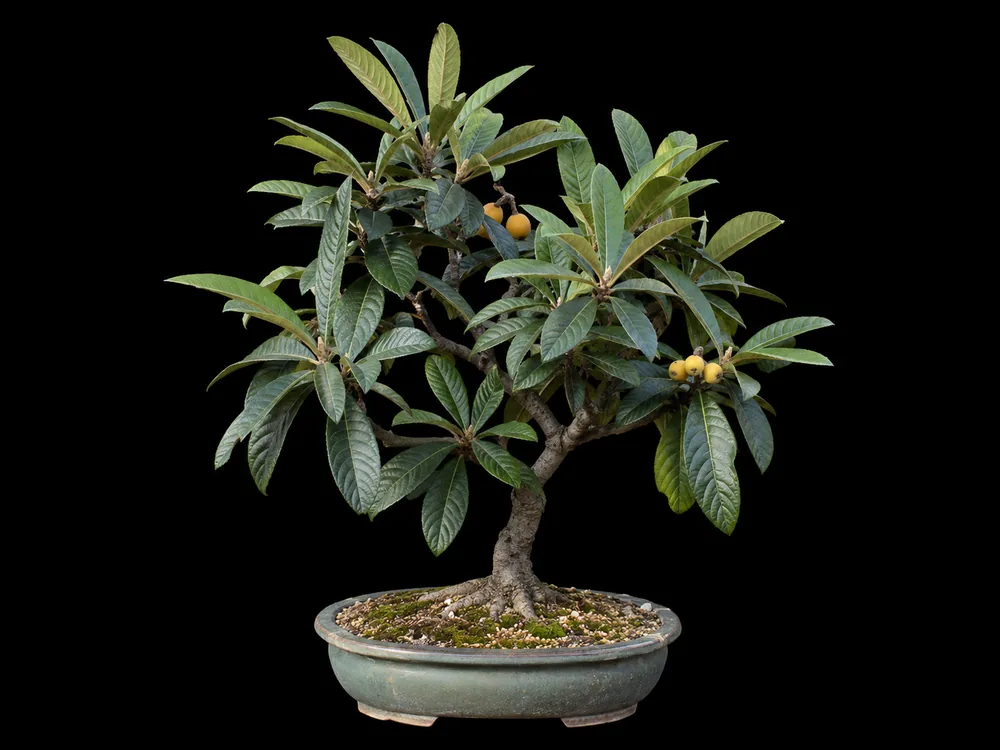 Loquat bonsai