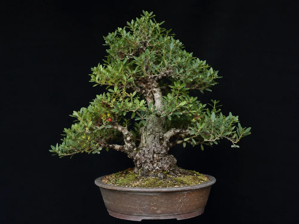 Mastic Tree bonsai