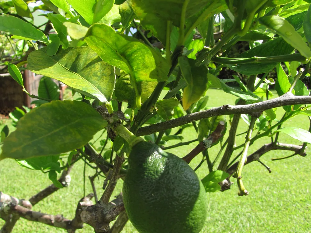 Meyer Lemon bonsai