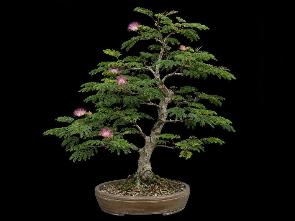 Mimosa / Silk Tree bonsai