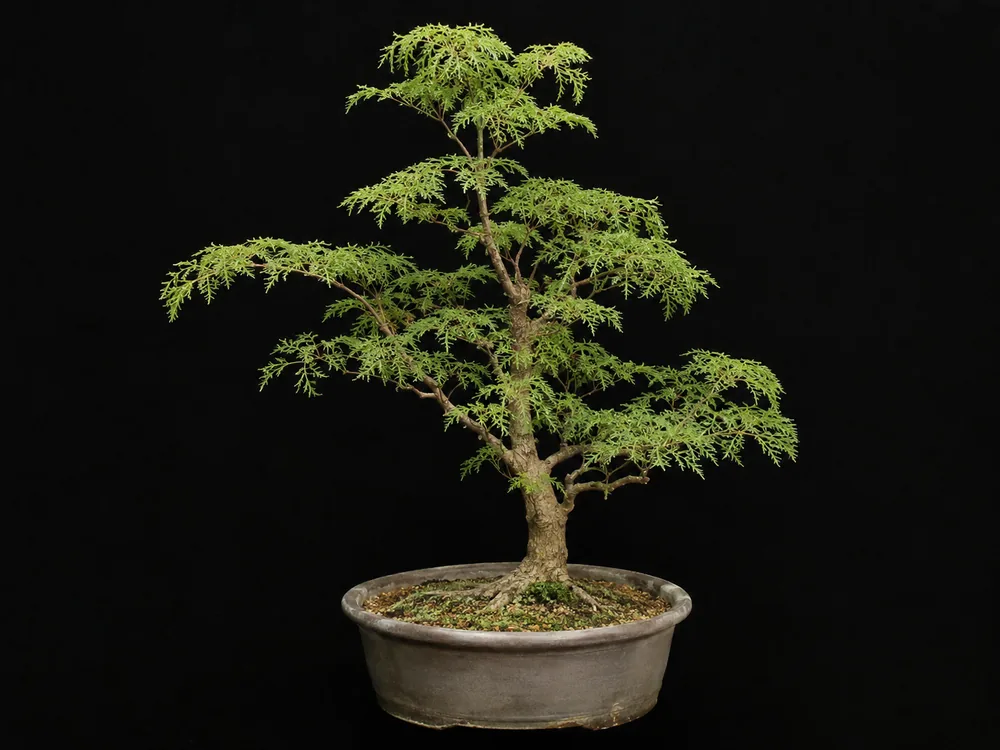 Ming Aralia bonsai