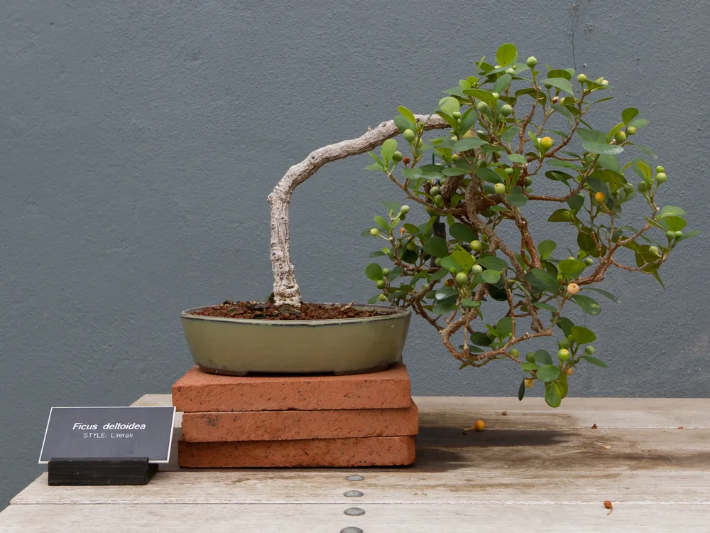 Mistletoe Fig bonsai