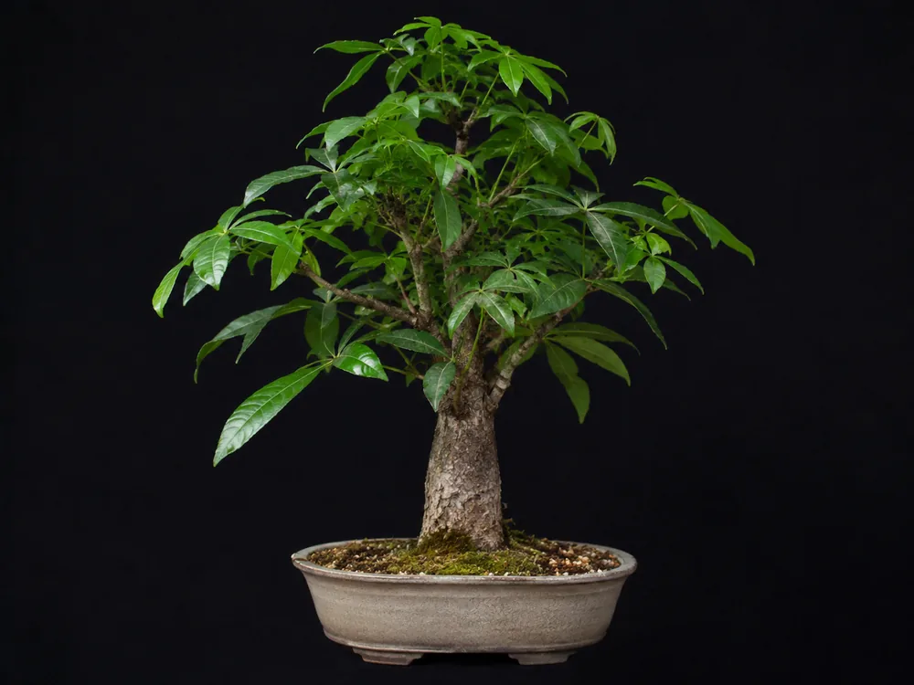 Money Tree bonsai