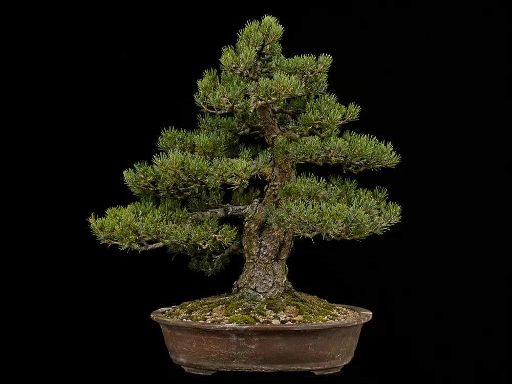 Mugo Pine bonsai