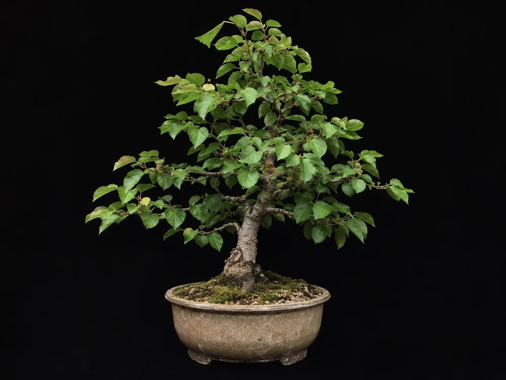 Mulberry bonsai