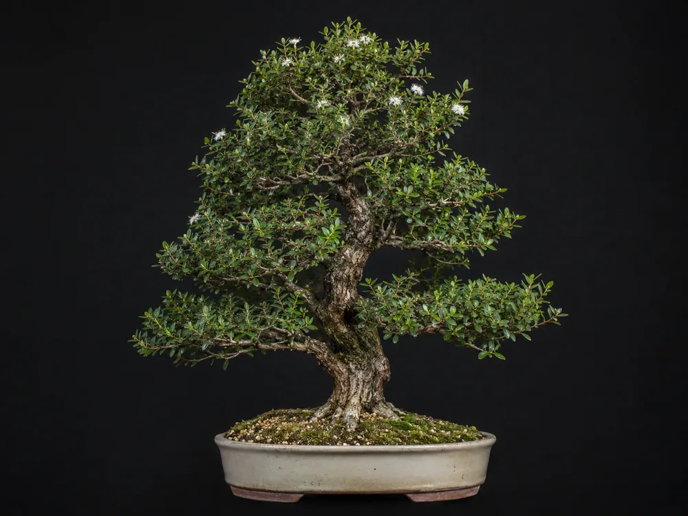 Myrtle bonsai